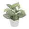 Assorted Potted Micro Plant by Ashland&#xAE;, 1pc.
